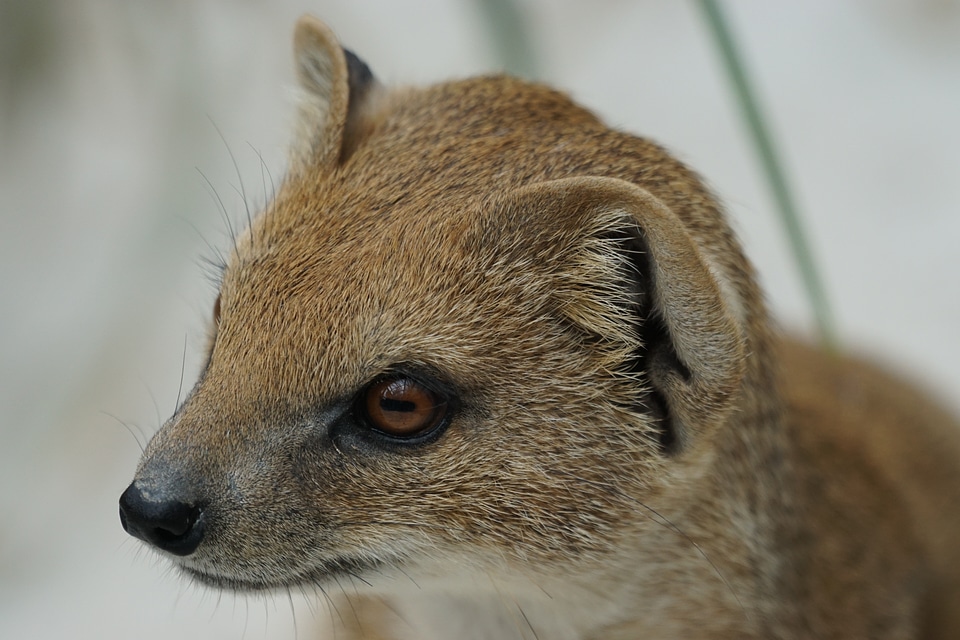 Mungo type mammal predator