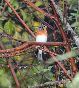 954 - BRAMBLING (12-24-2014) arcata, humboldt co, ca -01