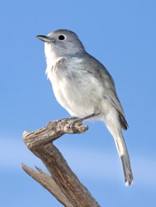 622 - GRAY VIREO (5-14-2917) muley point, san juan co, ut -02