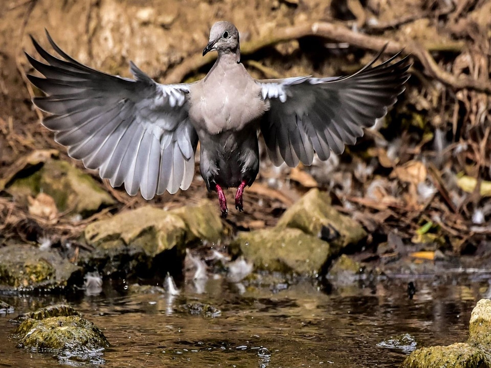 Birds beauty ecology