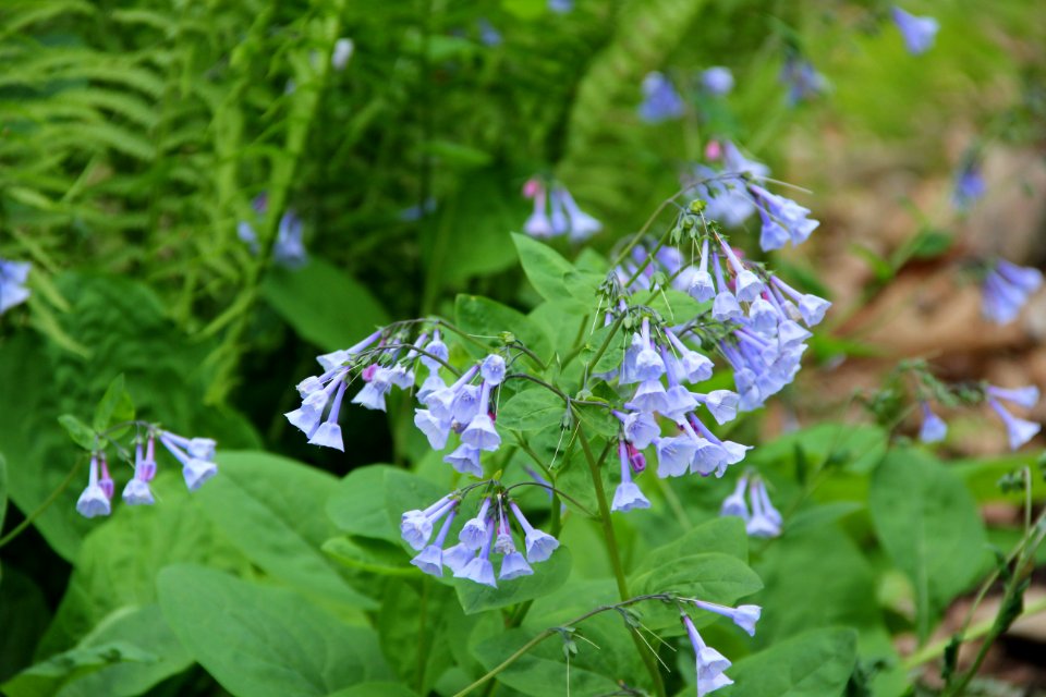 virginia bluebells