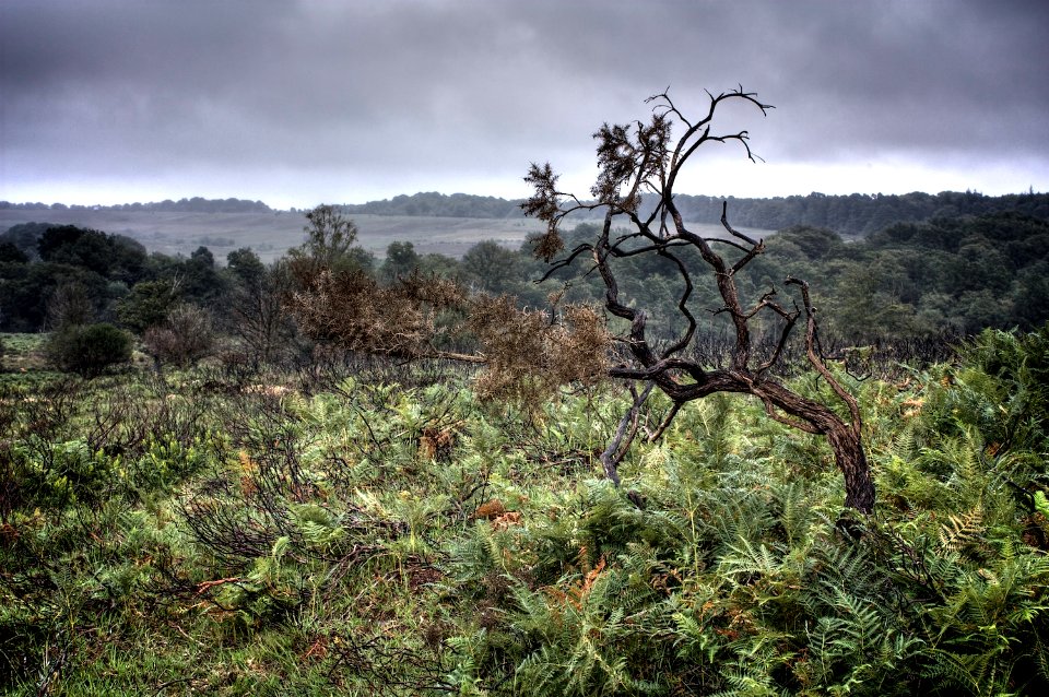 New Forest Landscape