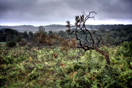 New Forest Landscape