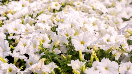 Petunia Easy Wave White
