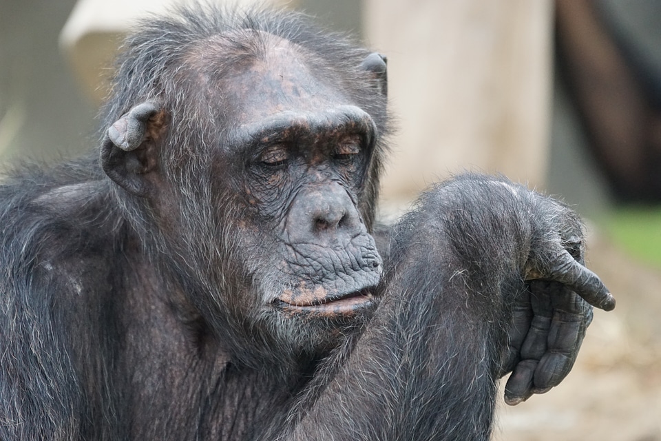 Chimpanzee mammal dangerous