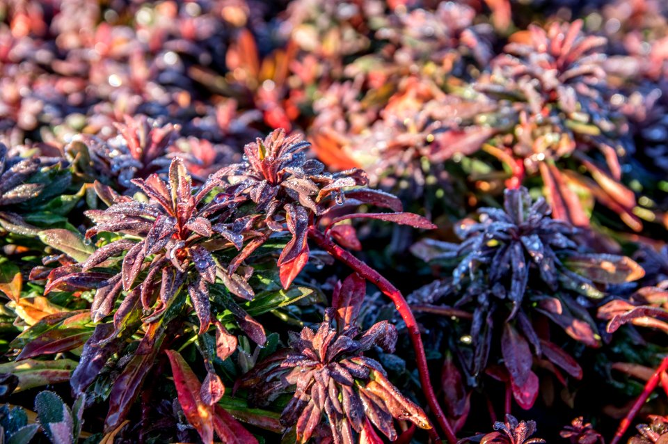 Euphorbia Ruby Glow