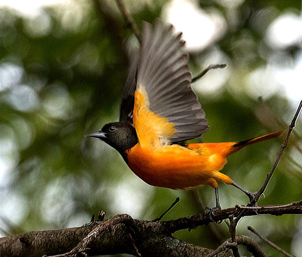Baltimore Oriole Taking Flight