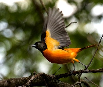 Baltimore Oriole Taking Flight