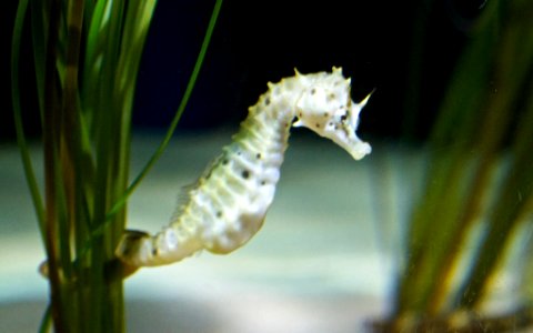 London Aquarium - Seahorse photo