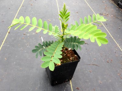 11cm Popcorn Plant