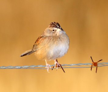 867 - BOTTERI'S SPARROW (12-16-2017) lake patagonia estates area, santa cruz co, az -15