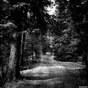 Banff Landscape - Marsh Loop Trails