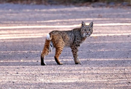 BOBCAT (Lynx rufus) (11-11-2017) 0.2 miles west of paton's on blue haven road, patagonia, santa cruz co, az -01