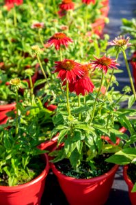 Echinacea Salsa Red