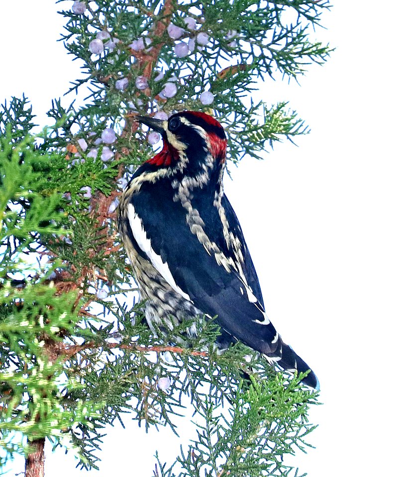 530 - RED-NAPED SAPSUCKER (11-11-2017) patagonia lake, santa cruz co, az -01