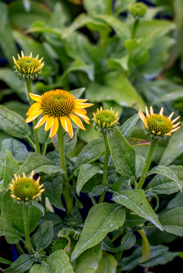 Echinacea Lemon Yellow