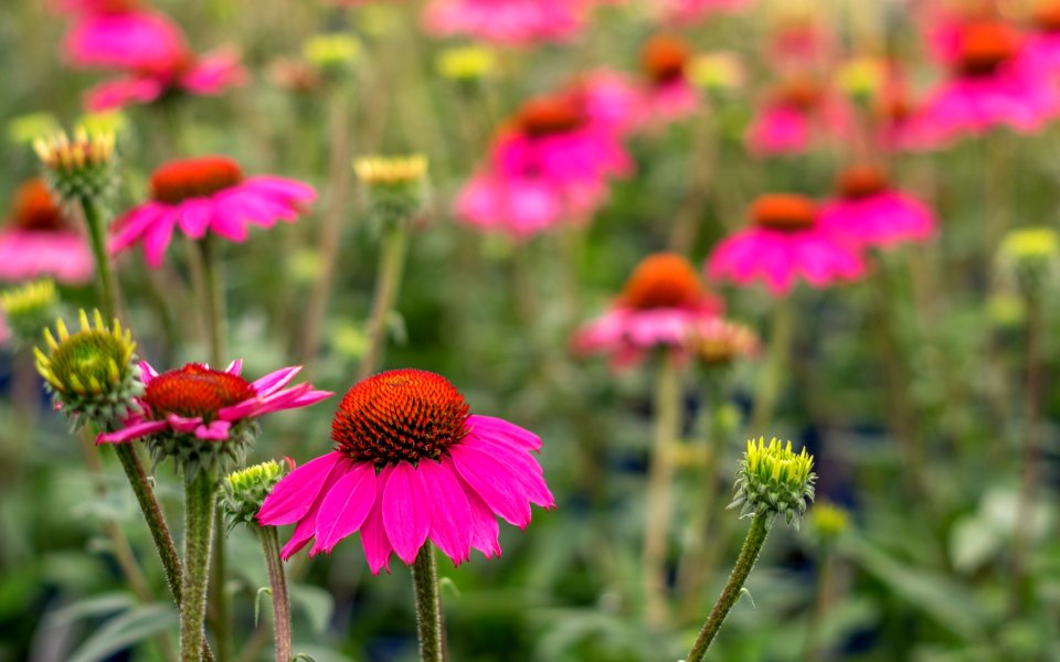 Echinacea Amazing Dream