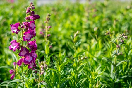 Penstemon Grape Taffy