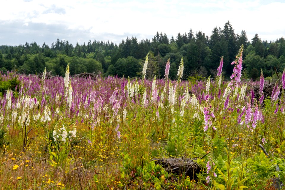 2019-6 Foxglove Farm-3629