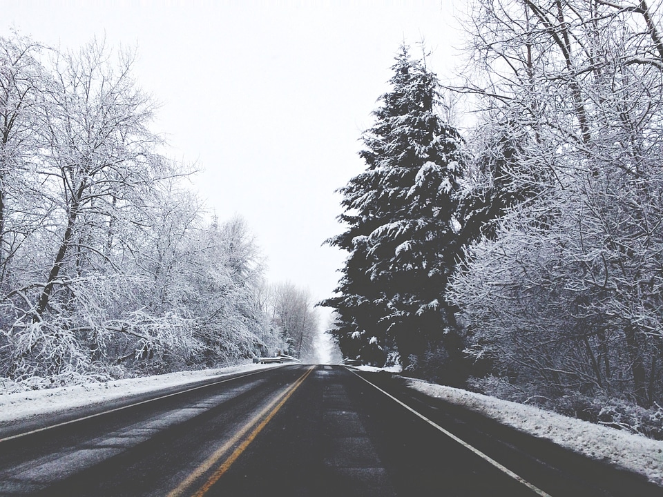 Winter trees forest