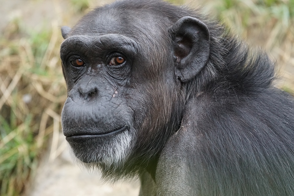 Chimpanzee mammal dangerous