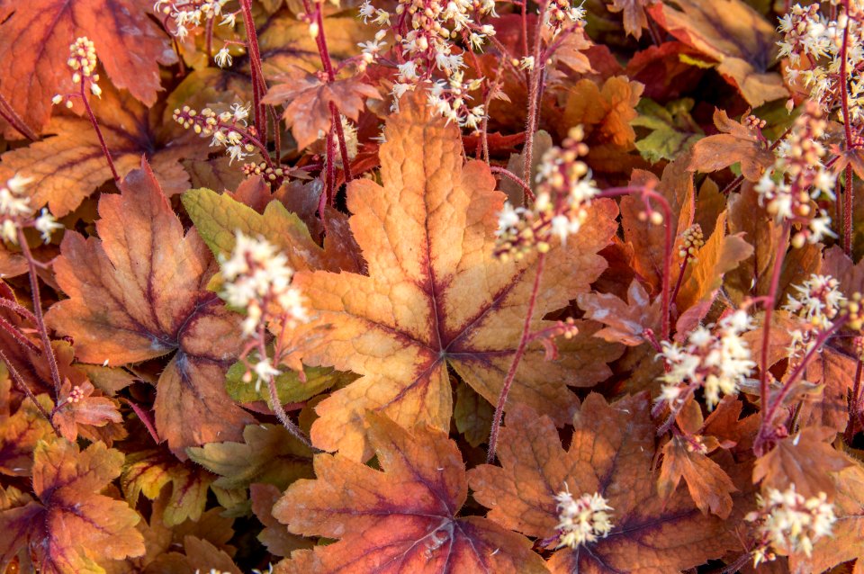 Heucherella Sweet Tea