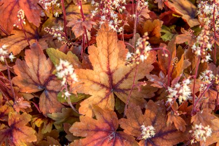 Heucherella Sweet Tea