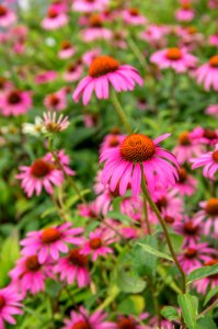 Echinacea Ruby Star photo