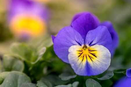 Viola Yellow Frost