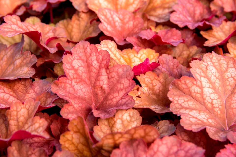 Heuchera Rio