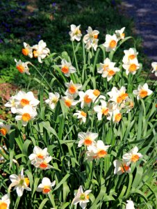 daffodil photo