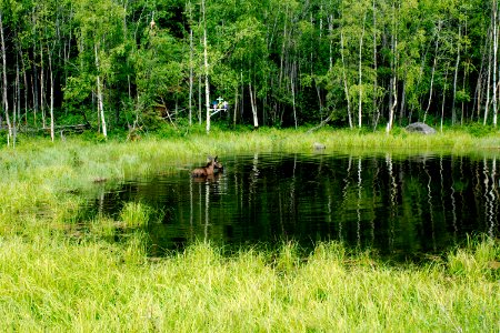 Moose in an ominous pool