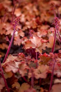 Heuchera Mahogony