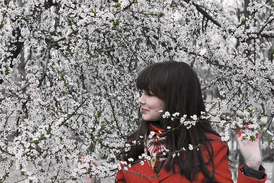 Cherry blossom nature branch