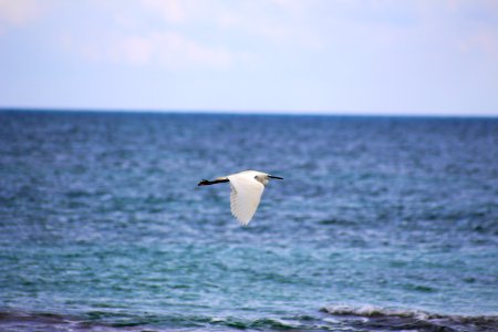 In volo