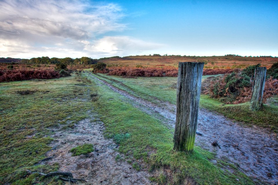 New Forest Landscape - Leaving Pittswood