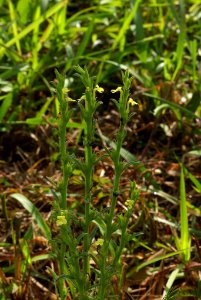 Striga sp. 091104-0564