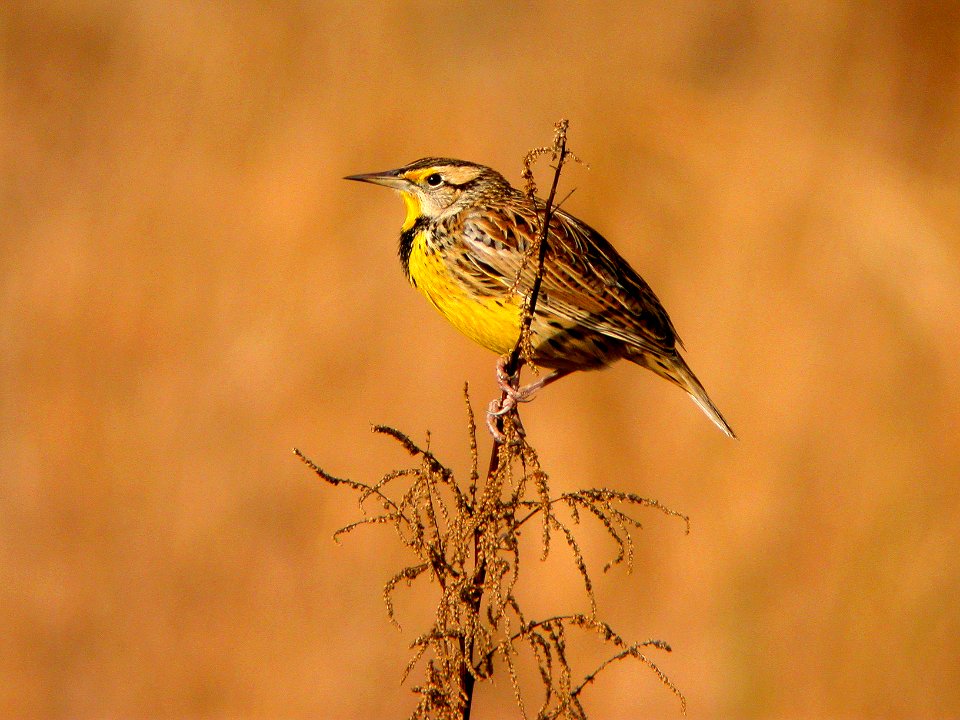 Eastern Meadowlark