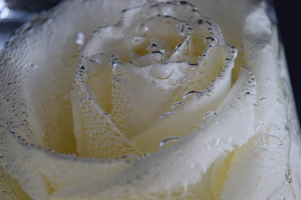 White drop of water macro