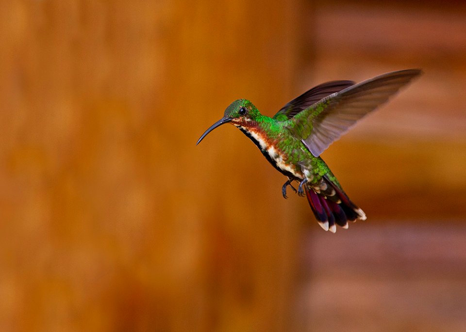 Green-breasted mango