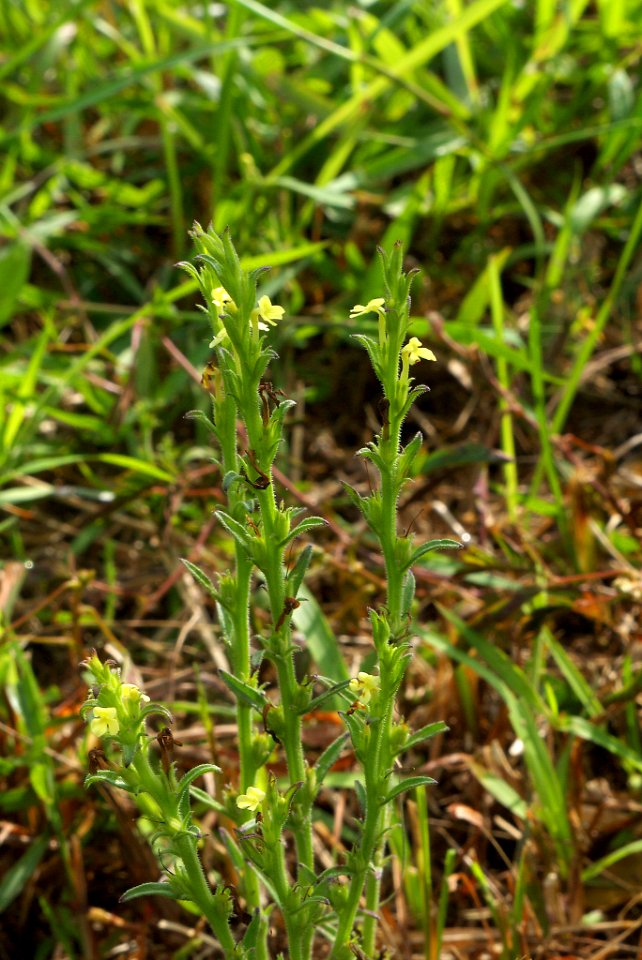 Striga sp. 091104-0561