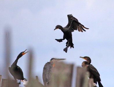 Double-crested Cormorants