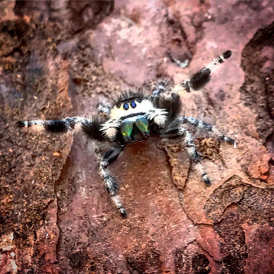 Regal Jumping Spider