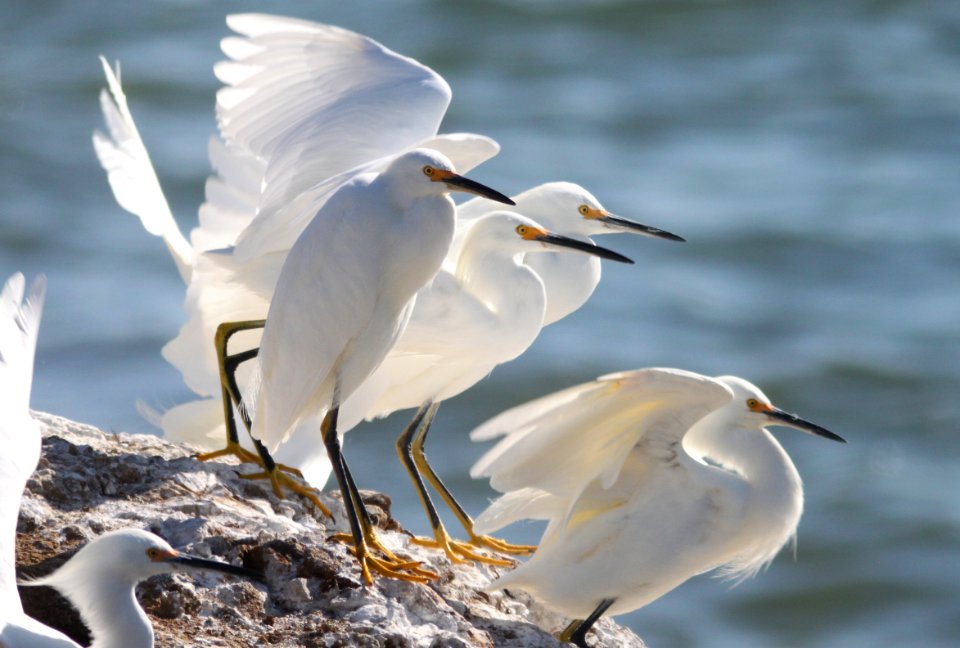EGRET. SNOWY (11-17-09) estero bluffs state park -05 copy