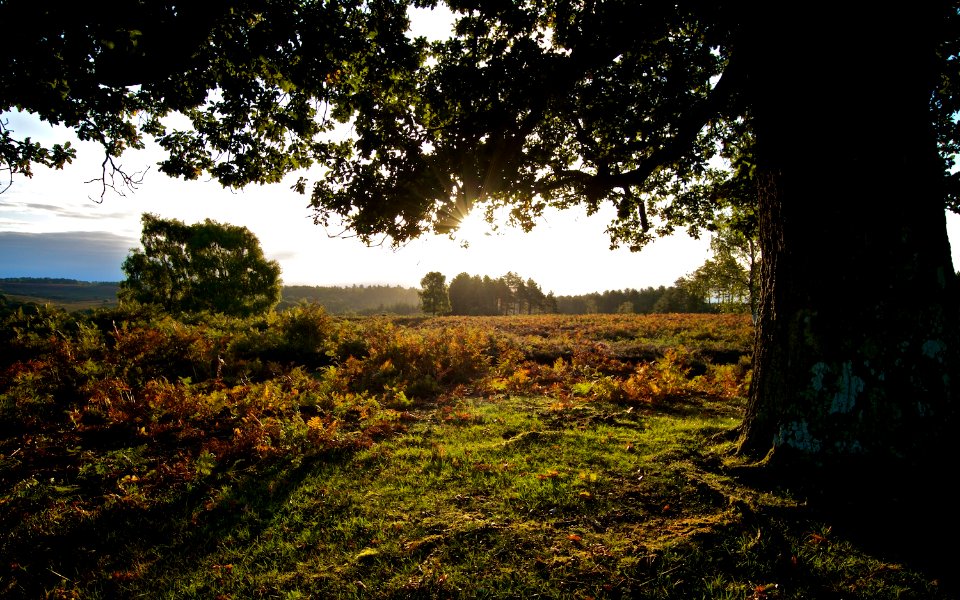 New Forest Sunrise