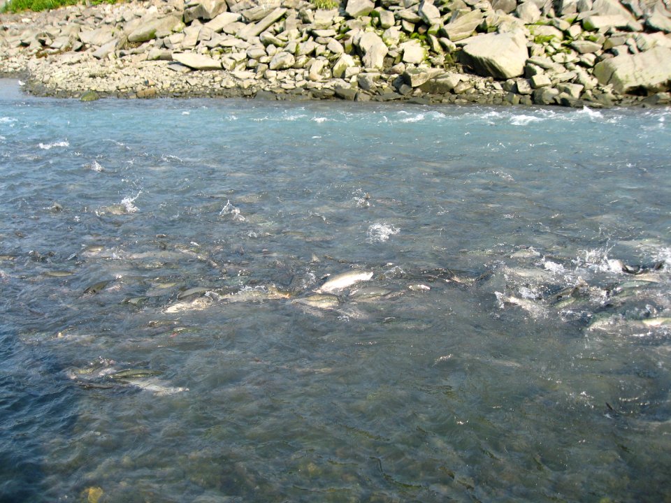 Salmon swimming upsteam to spawn