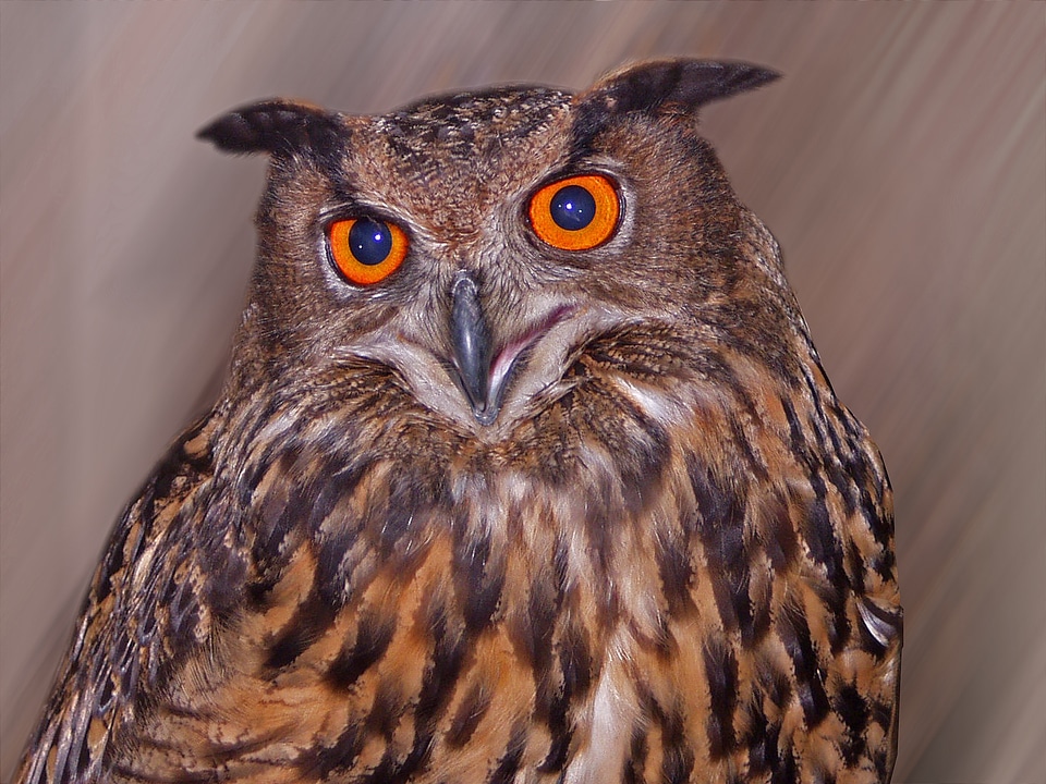 Lighted eyes head bird