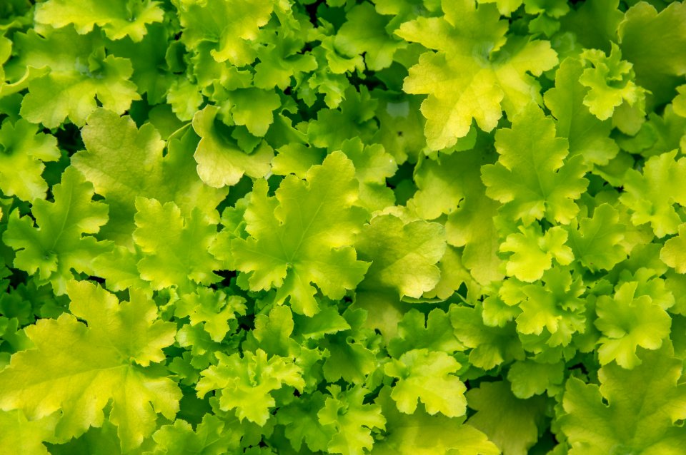 Heuchera Lime Marmalade