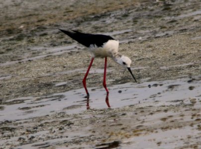 Black Winged Stilt