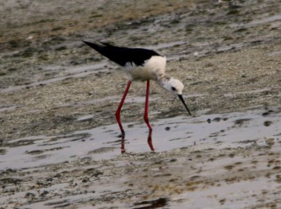 Black Winged Stilt photo